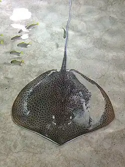 Himantura uarnak
