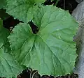 feuille