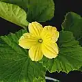 fleur