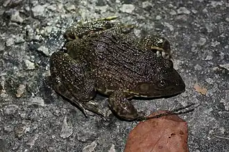 Description de l'image Hoplobatrachus rugulosus.jpg.