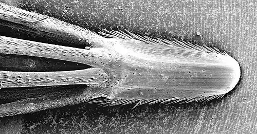 Gros-plan (microphotographie) sur la pointe dure de l'épillet avec ses barbillons. C'est elle qui pénètre la terre ou la peau de l'animal, et ses “soies” rétro-orientées l'aident à s'enfouir.