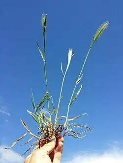 Hordeum murinum