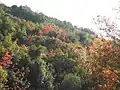 Couleur rouge du P. palaestina, l'automne sur le mont Méron (Galilée).