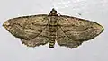 Horisme corticata  (Treitschke, 1835)
