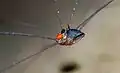 Opiliones