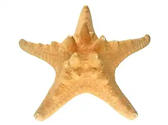 icône décorative