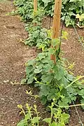 Plants sur support