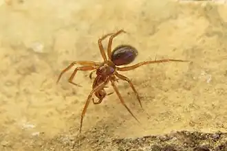 Description de l'image Horrid Ground Weaver (Nothophantes horridus).jpg.