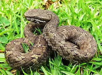 Description de l'image Horse-shoe pitviper Trimeresurus strigatus.jpg.
