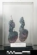 Testicules.