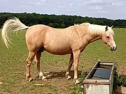 Cheval jauine-fauve aux crins clairs, vu de profil et fouettant de la queue