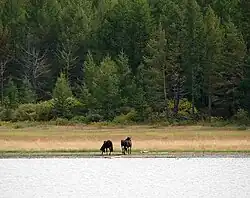 Chevaux sauvages.