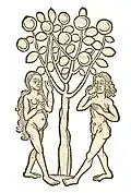 Livre I, chapitre 529 ... Zua – Fructus Paradisi