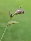 Hosta 'Grand Slam'.