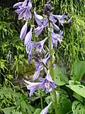Hosta rectifolia.