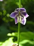 Hosta ventricosa.