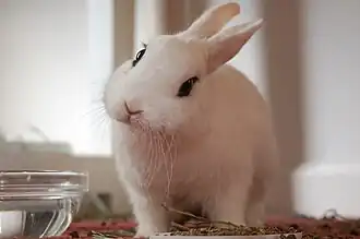 Lapin blanc de Hotot.