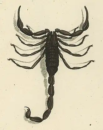 Description de l'image Hottentotta hottentotta 1800.jpg.
