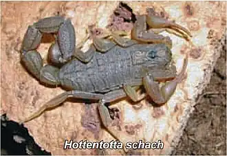 Description de l'image Hottentotta schach.jpg.