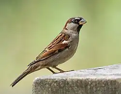 Passeriformes