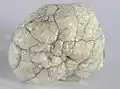 Howlite naturelle.