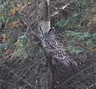 Description de l'image Hubro (Bubo bubo).JPG.