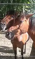 Photographie d'un cheval dont on devine la tête derrière un grillage