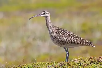 Oiseau de taille moyenne, dans les tons bruns, au long bec recourbé, posé dans de la végétation basse de type toundra.