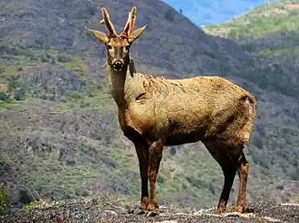 Cerf du Sud andin (Hippocamelus bisulcus).