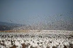 Photographie de centaines d'oies dans un champ.