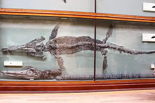 Fossiles d'ichthyosaures exposés derrière une grande vitrine.