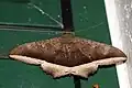 Hulodes caranea(Erebinae, Hulodini)
