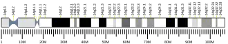 Chromosome 14 humain