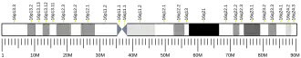Chromosome 16 humain
