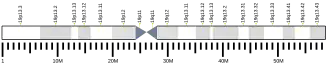 Chromosome 19 humain