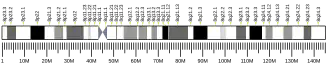 Chromosome 8 humain
