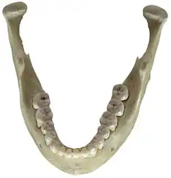 Mandibule humaine, vue de haut