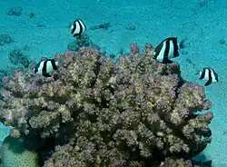 Dascyllus aruanus