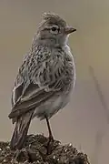 From Laxman chowk, close to Pangolakha Wildlife Sanctuary, Sikkim, India