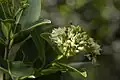Inflorescence de Humiria balsamifera