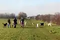 Le « Mile des chiens »