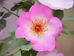 Fleur rosée.