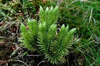 Lycopode sélagine dans le massif du Hohneck.
