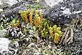 Huperzia selago subsp. arctica près de Longyearbyen (Spitzberg)