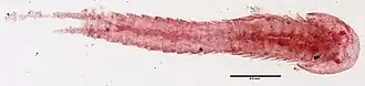 Description de l'image Hutchinsoniella macracantha (YPM IZ 003617.CR) 002.jpeg.