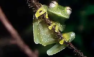 Description de l'image Hyalinobatrachium uranoscopum01.jpg.
