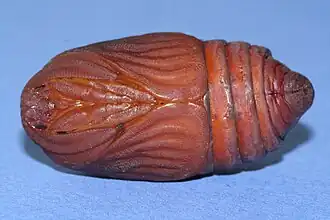 Chrysalide
