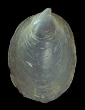 Description de l'image Hyalorisia madagascarensis (MNHN-IM-2007-39090) 004.jpeg.