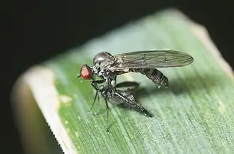 Description de l'image Hybos culiciformis-pjt.jpg.