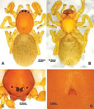 Description de l'image Hybosida machondogo (10.3897-afrinvertebr.61.54004) Figure 6.jpg.